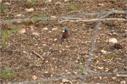 04052011_Grand Canyon Susan_307
